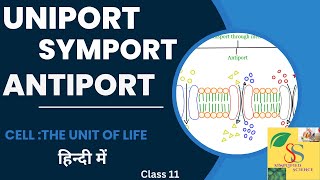 Uniport,Symport and Antiport//Transport through membranes,class 11,in Hindi /easy