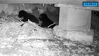 Cubs Play While Mother Bear Is Away  March 4 2020