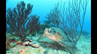 Green Turtle with an Itch
