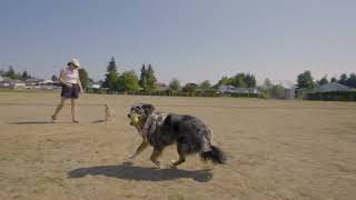 Evergreen Dog Park - 2025-08-29