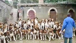 MAN AND BEAST - Part 42 - Great Animal Compilations