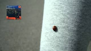 GERSHWIN : For Lily Pons (1933) / Michael Tilson Thomas