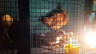 പുതുതായി വന്ന മുള്ളന്‍ കോഴിയും മക്കളും