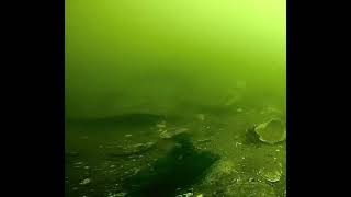 Flounder swims buy a go pro camera