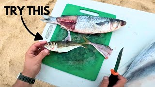 Fresh Baits and BIG Fish, tips & techniques | Stockon Beach surf fishing NSW (catch and cook)
