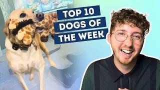 Dog Finds Out He's On Santa's Nice List