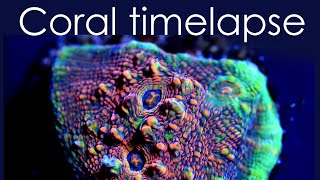 Coral Time Lapse Collection [4k]