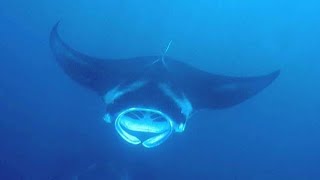 Manta Ray