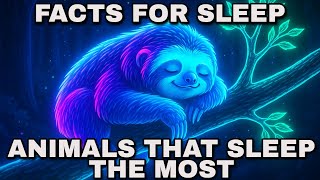 Facts About Animals That Sleep the Most to Fall Asleep to