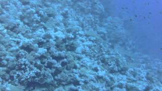 Blue O Two M/Y Blue Horizon Red Sea Diving July 2012 15