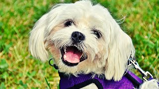 🎈 Animals for Kids: Dog, Cat, Lion, Cow, Rabbit — ✅ SAVE PLAYLIST