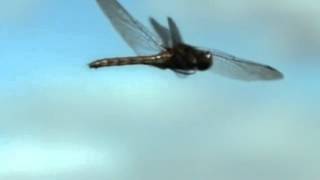 Dragonfly - Daniel Mesonyx feat. LollieVox