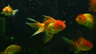 Aquatic Harmony: Calming Music and Relaxing Aquarium Footage