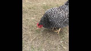 Chickens on the Farm in Saratoga County