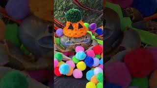 Howie and her pompom ball pit! #howiethecrab