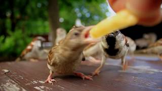 Sparrows eating French fries