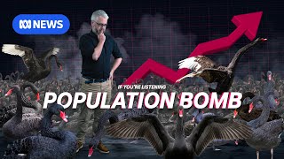 We Were All Wrong About Overpopulation | Black Swans 1 | If You're Listening
