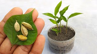 🔴 LIVE 🌱 Grow Cardamom in Pots From Seeds | Complete Live Demo | Live Gardening  #livestream #live