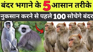 बंदर भगाने के पांच आसान तरीके नुकसान करने से पहले 100 बार सोचेंगे बंदर || बंदर कैसे भगाये