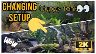 Changing Guppy tank Setup | Planted aquarium
