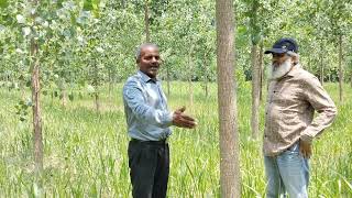 Cultivate Poplar for passive income and success Dr Yogesh Kumar Sachan Agriculture Expert