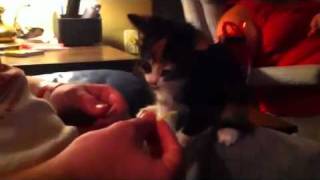 Cat eating chips