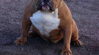 Bully Unit Hawaii- Stacked Female With The Right Looks
