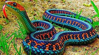 Most Beautiful Snakes in the world | Top 10 colourful snake | Poisonous Snakes