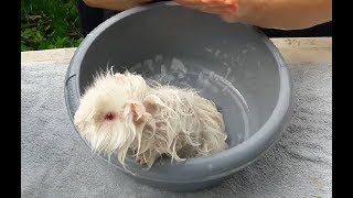 Le bain du cobaye, comment procéder?