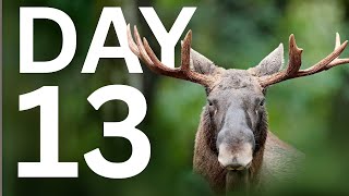 🔴 Live Webcam: The Great Moose Migration 2025 (Den Stora Älgvandringen) DAY 13