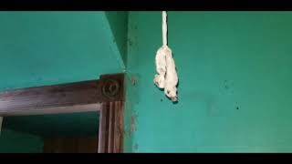 Abandoned farm house 2021