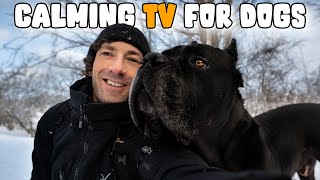 TV For Dogs - Calms Anxiety & Deeply Relaxing