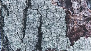 Tree Bark II - Piano Improvisation 0280