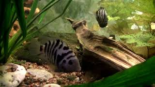 ♒ Colour Therapy   Aquarium 1purcP6UpNg