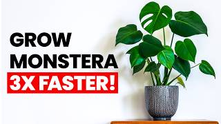 Grow Your Monstera 3X FASTER!