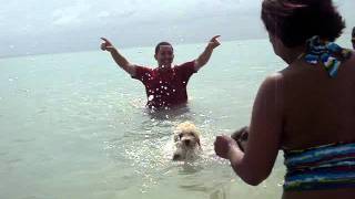 Dog Beach Chalenge [Draw]