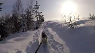 Прогулка на лыжах с хаски JACK