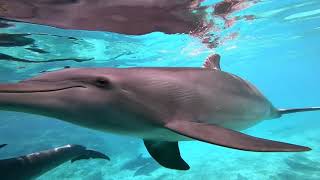 Swimming with Dolphins