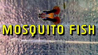 Why Guppies Are Called The Mosquito Fish