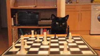 Can a Thumbcat - Play Checkers?
