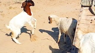 Both Shape and goat are fighting 