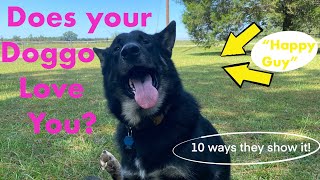 Does your snow dog love you?| signs  you are your dogs favorite person.