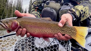 SOLO Adventure for Mountain Trout!!! ( Catch & Cook) 