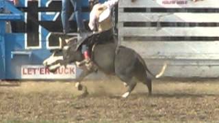 a Good_short bull ride