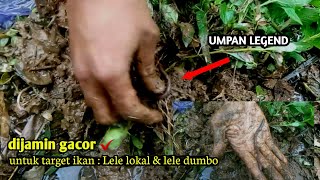 Umpan Legend ✔