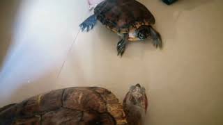 Turtle🐢 Rituals of MnL!!!