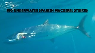 Underwater Strikes Spanish Mackerel, Wahoo, Sharks, Fishing in Exmouth/Ningaloo Reef (Water Wolf HD)
