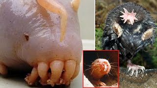 Weirdest Animals Ever Spotted