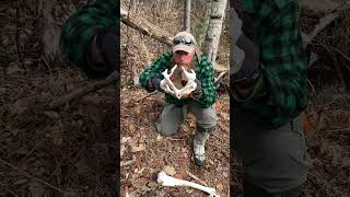 How to sex a deer or moose from its skeleton