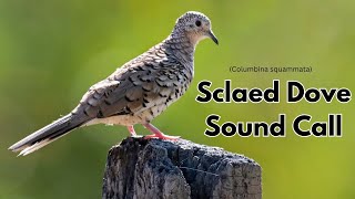 Scaled Dove Sound | Scaled Dove Call | Scaled Dove Vocalizations | Columbina squammata